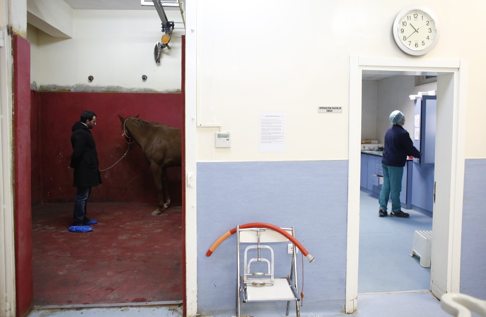 Фотография: Как в Стамбуле лечат скаковых лошадей №8 - BigPicture.ru