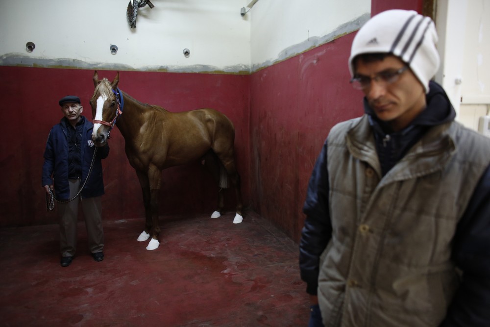 Фотография: Как в Стамбуле лечат скаковых лошадей №11 - BigPicture.ru