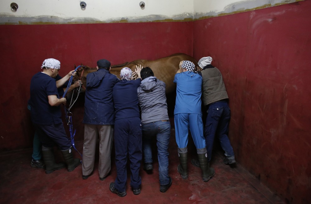 Фотография: Как в Стамбуле лечат скаковых лошадей №12 - BigPicture.ru