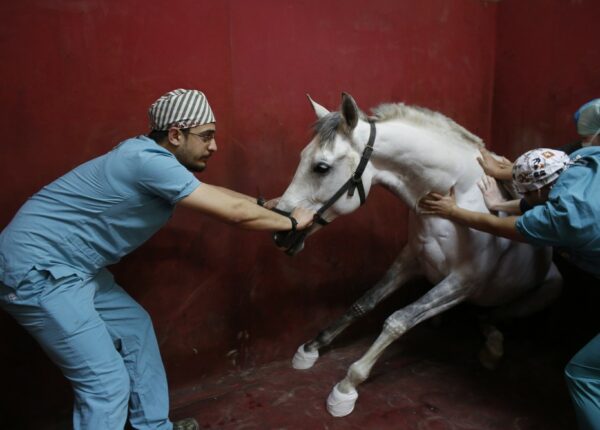 Как в Стамбуле лечат скаковых лошадей