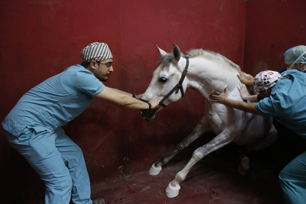 Фотография: Как в Стамбуле лечат скаковых лошадей №19 - BigPicture.ru