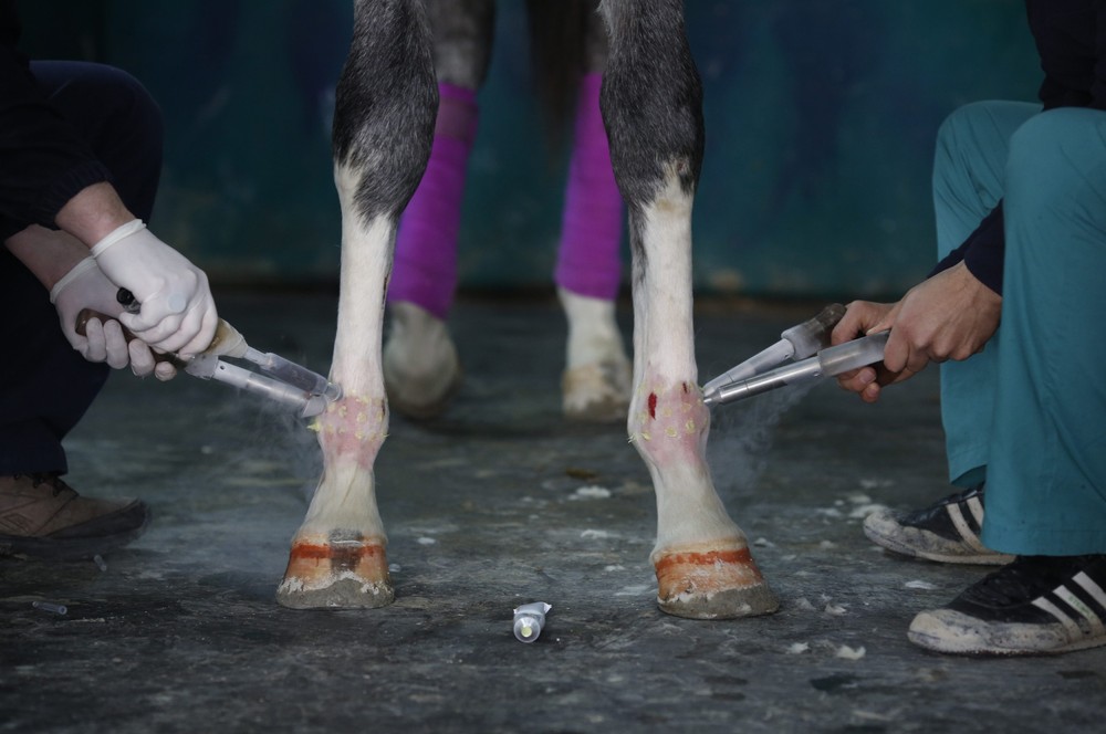 Фотография: Как в Стамбуле лечат скаковых лошадей №25 - BigPicture.ru