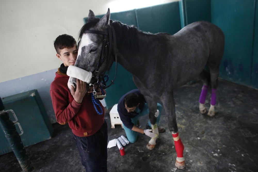 Фотография: Как в Стамбуле лечат скаковых лошадей №26 - BigPicture.ru