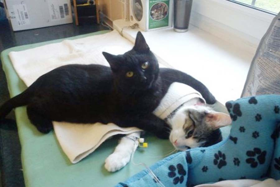 Фотография: Хвостатая медсестра: спасенный кот теперь сам ухаживает за больными животными из приюта №2 - BigPicture.ru