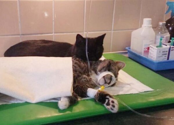 Хвостатая медсестра: спасенный кот теперь сам ухаживает за больными животными из приюта