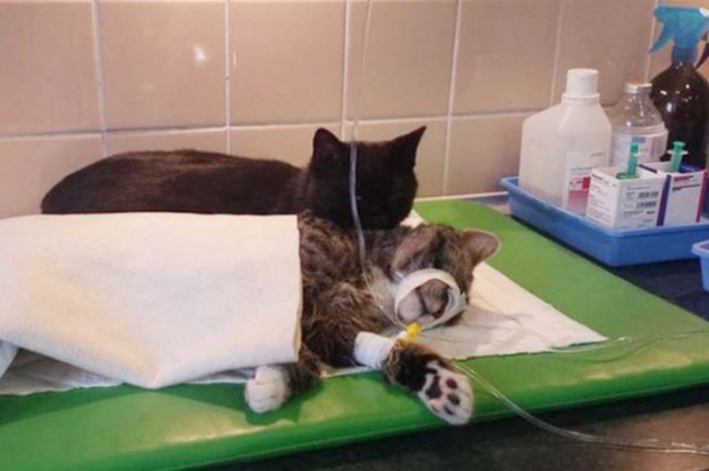Фотография: Хвостатая медсестра: спасенный кот теперь сам ухаживает за больными животными из приюта №1 - BigPicture.ru