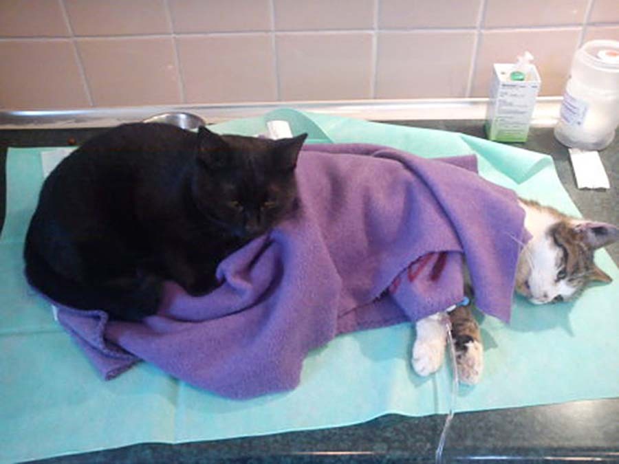 Фотография: Хвостатая медсестра: спасенный кот теперь сам ухаживает за больными животными из приюта №4 - BigPicture.ru