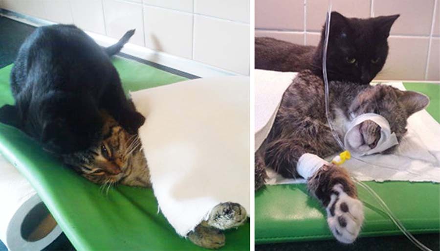Фотография: Хвостатая медсестра: спасенный кот теперь сам ухаживает за больными животными из приюта №5 - BigPicture.ru