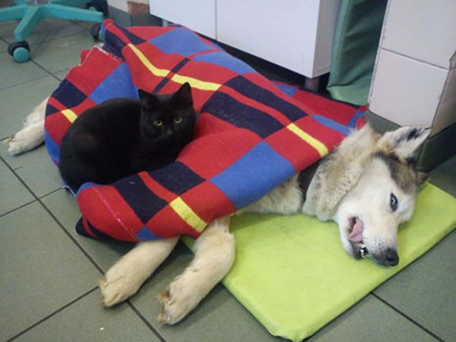 Фотография: Хвостатая медсестра: спасенный кот теперь сам ухаживает за больными животными из приюта №6 - BigPicture.ru