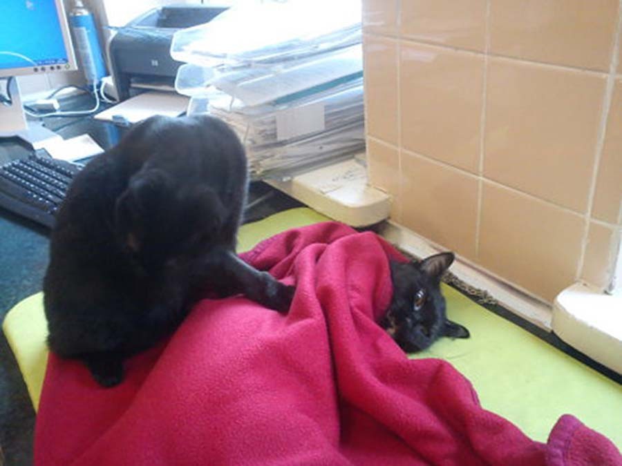 Фотография: Хвостатая медсестра: спасенный кот теперь сам ухаживает за больными животными из приюта №8 - BigPicture.ru