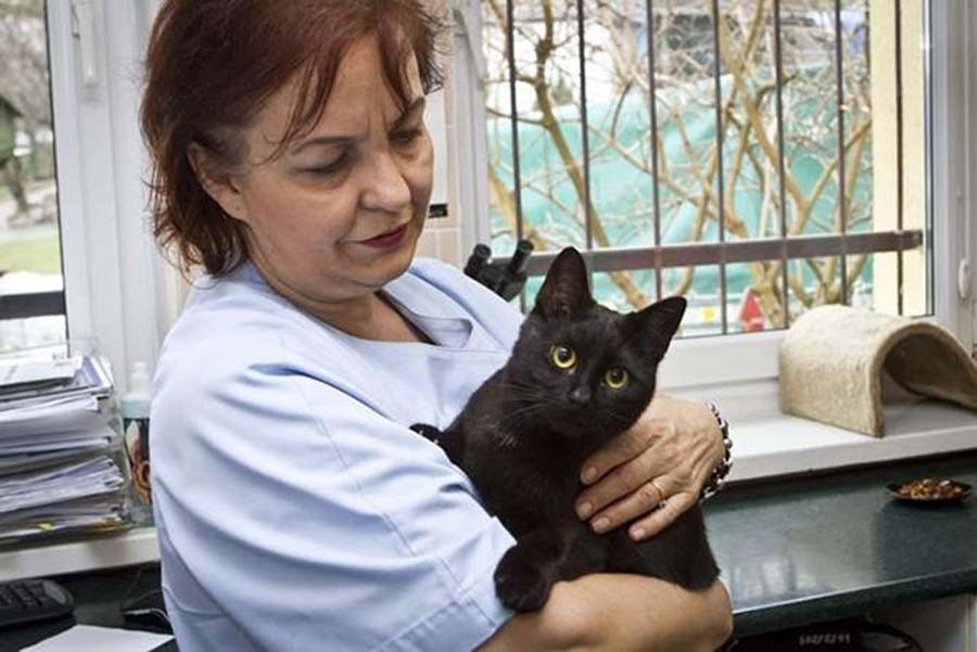 Фотография: Хвостатая медсестра: спасенный кот теперь сам ухаживает за больными животными из приюта №11 - BigPicture.ru