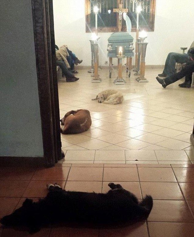 Фотография: Бездомные собаки пришли на похороны женщины, которая их кормила, чтобы попрощаться с умершей №2 - BigPicture.ru