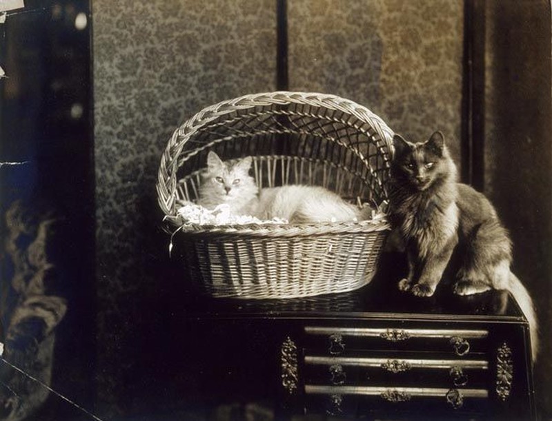 Фотография: Очаровательные винтажные кошки, которые докажут, что коты правили миром во все времена №6 - BigPicture.ru