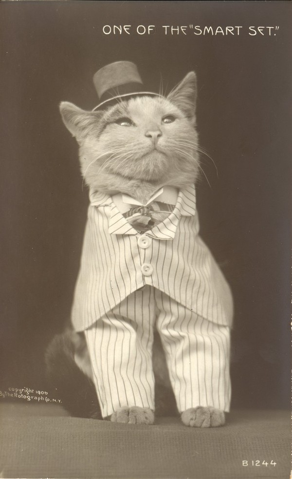 Фотография: Очаровательные винтажные кошки, которые докажут, что коты правили миром во все времена №8 - BigPicture.ru