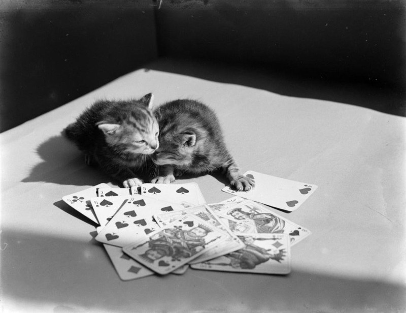 Фотография: Очаровательные винтажные кошки, которые докажут, что коты правили миром во все времена №36 - BigPicture.ru