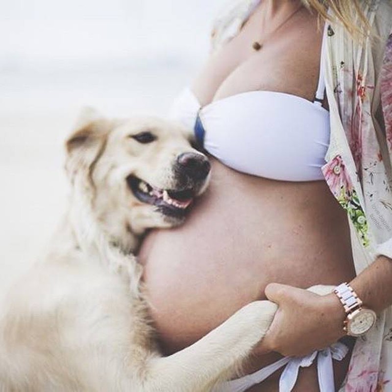 Фотография: 19 собак, которые очень ждут рождения малышей №2 - BigPicture.ru