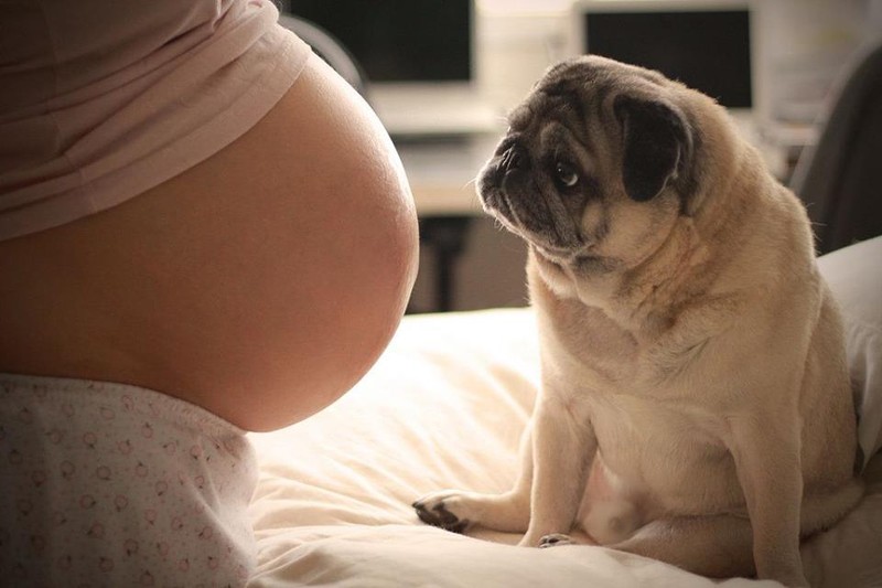 Фотография: 19 собак, которые очень ждут рождения малышей №3 - BigPicture.ru