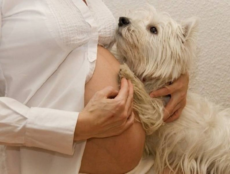 Фотография: 19 собак, которые очень ждут рождения малышей №6 - BigPicture.ru