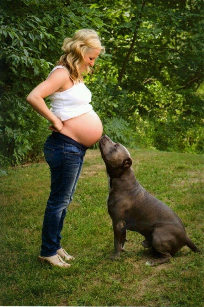 Фотография: 19 собак, которые очень ждут рождения малышей №8 - BigPicture.ru