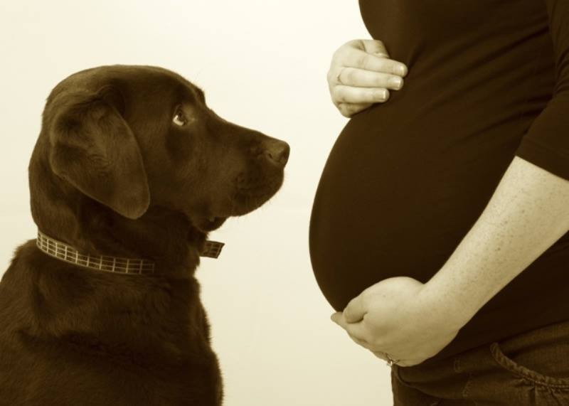 Фотография: 19 собак, которые очень ждут рождения малышей №10 - BigPicture.ru