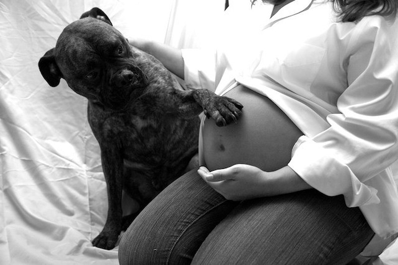 Фотография: 19 собак, которые очень ждут рождения малышей №12 - BigPicture.ru