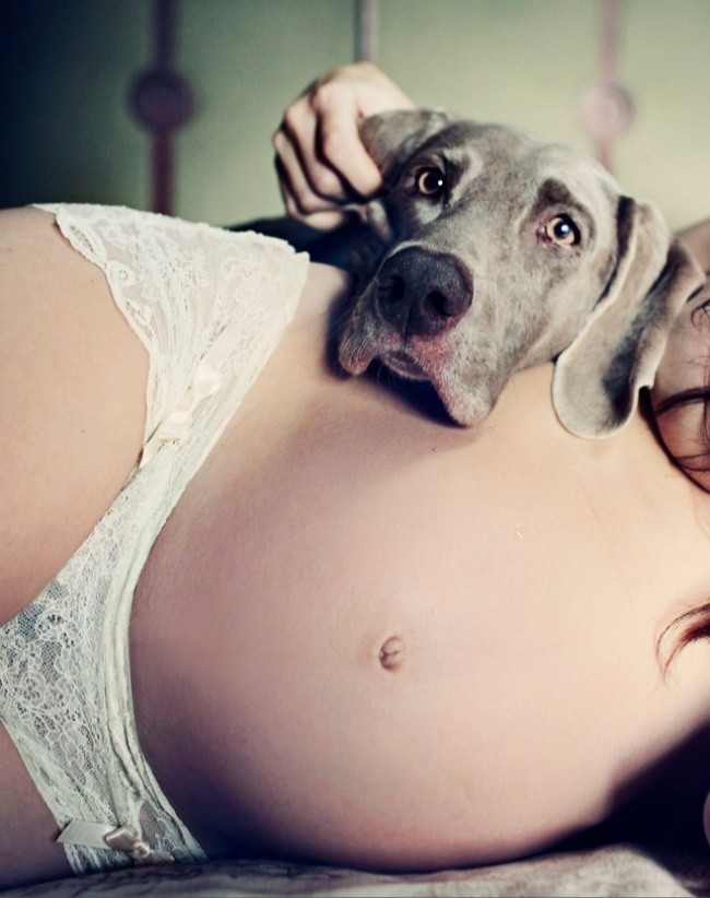 Фотография: 19 собак, которые очень ждут рождения малышей №17 - BigPicture.ru