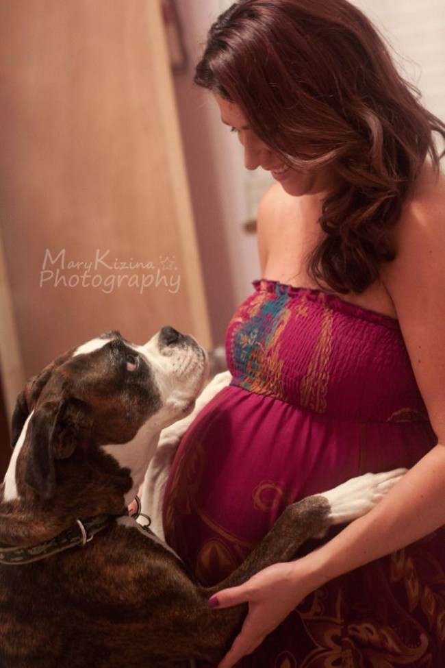 Фотография: 19 собак, которые очень ждут рождения малышей №18 - BigPicture.ru