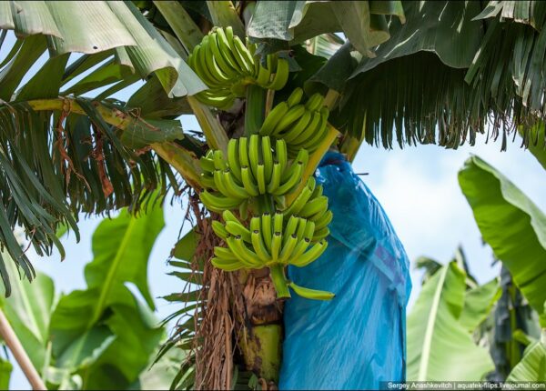 Банановая плантация в Китае