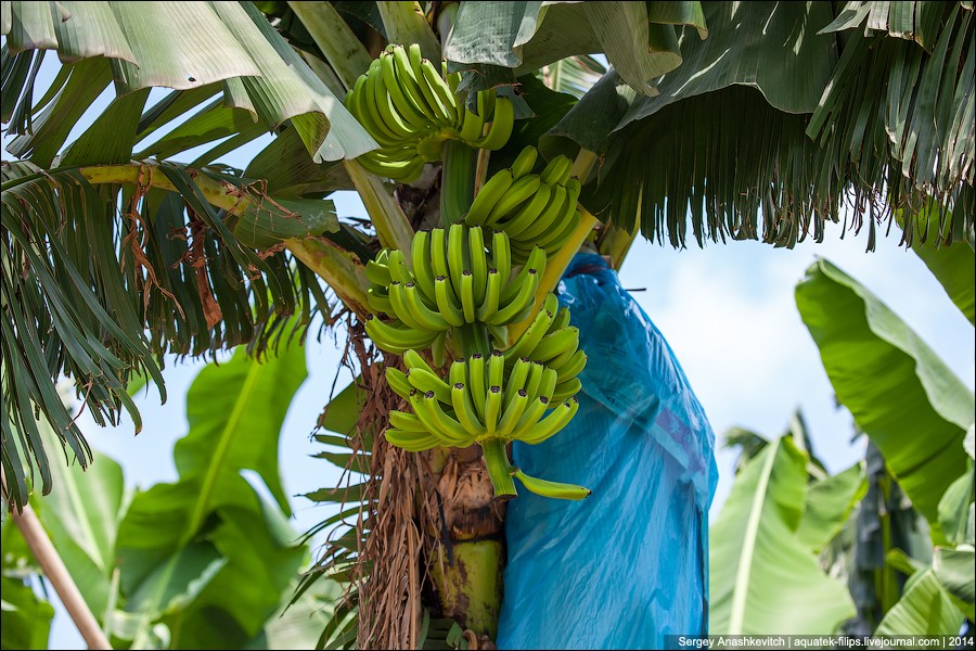 Фотография: Банановая плантация в Китае №7 - BigPicture.ru