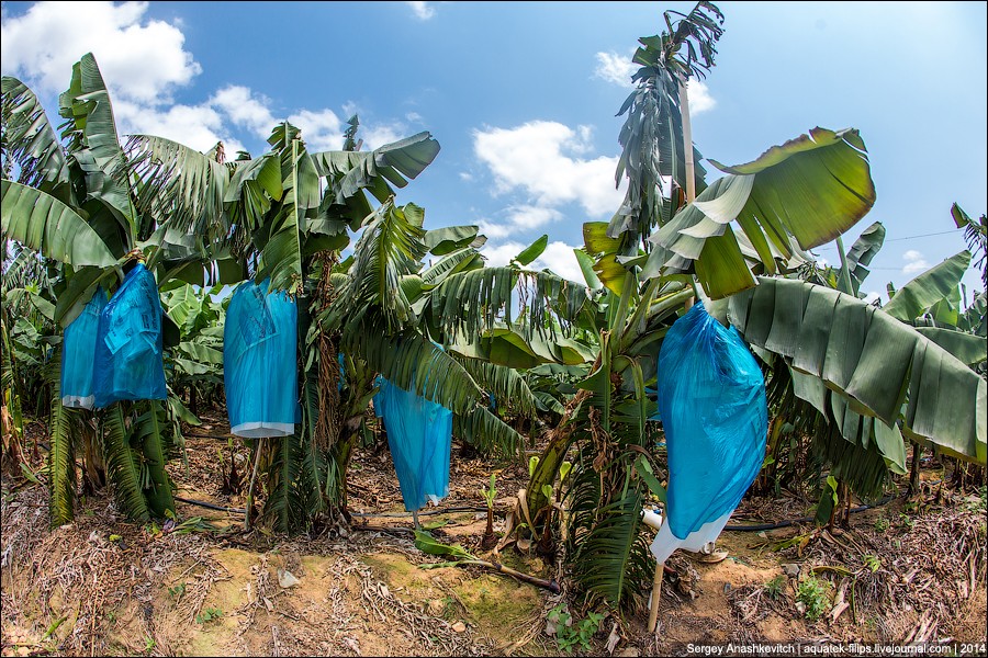 Фотография: Банановая плантация в Китае №9 - BigPicture.ru