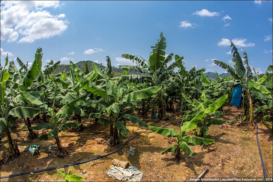 Фотография: Банановая плантация в Китае №10 - BigPicture.ru