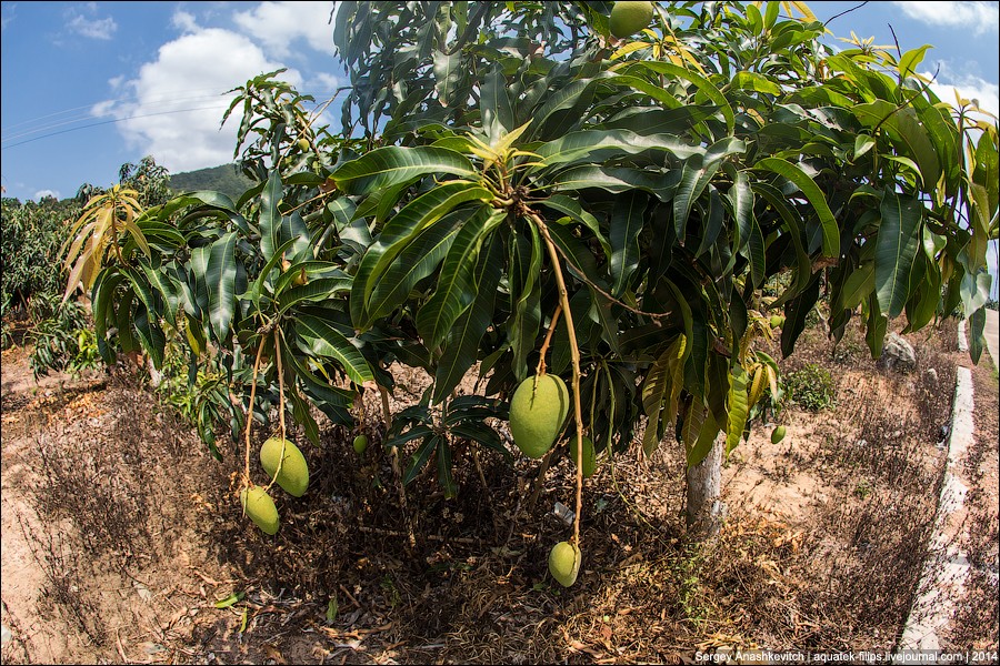 Фотография: Банановая плантация в Китае №11 - BigPicture.ru