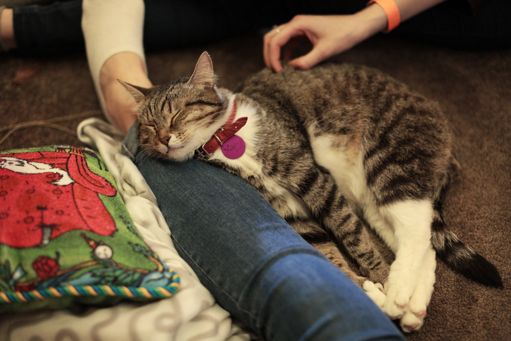 Фотография: Суп с котом: первое кошачье кафе в Москве №1 - BigPicture.ru