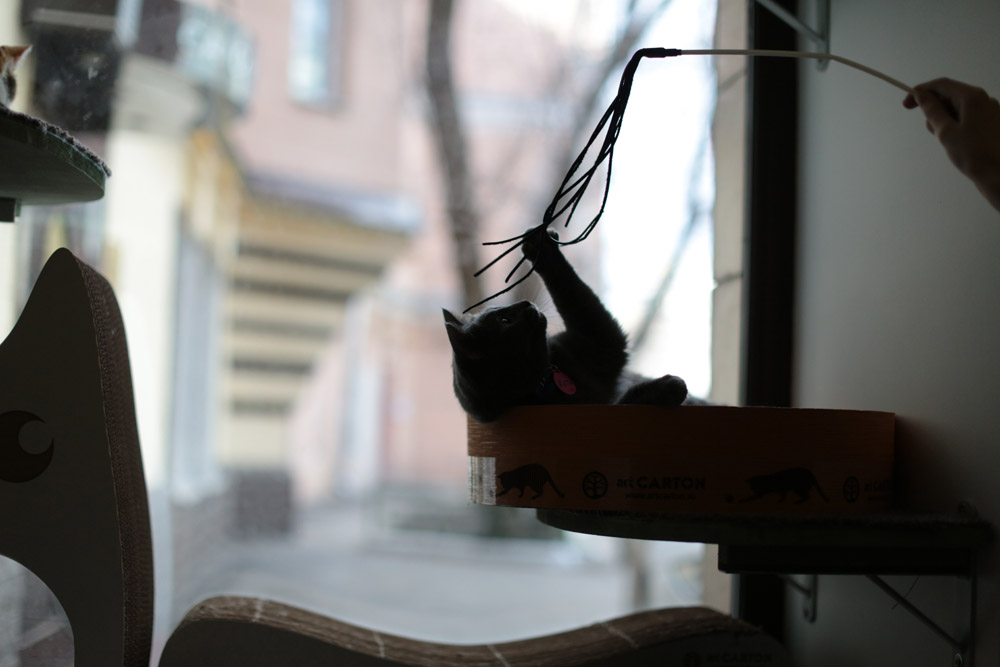 Фотография: Суп с котом: первое кошачье кафе в Москве №5 - BigPicture.ru