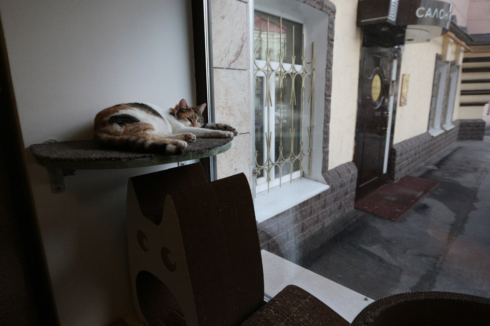 Фотография: Суп с котом: первое кошачье кафе в Москве №6 - BigPicture.ru