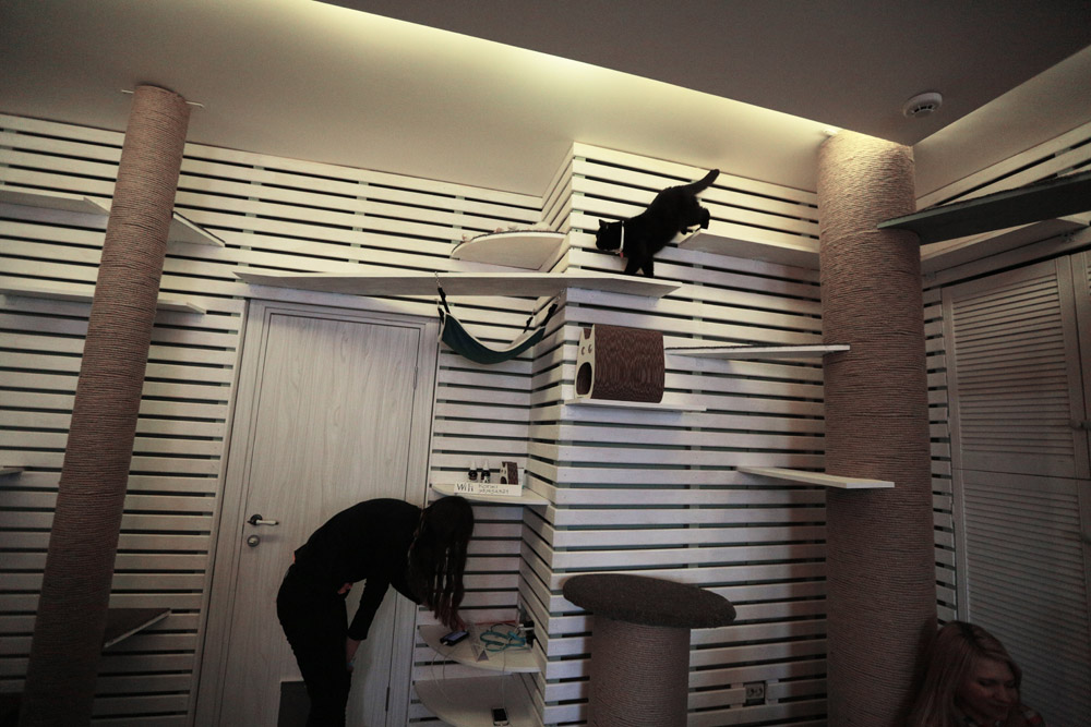 Фотография: Суп с котом: первое кошачье кафе в Москве №7 - BigPicture.ru