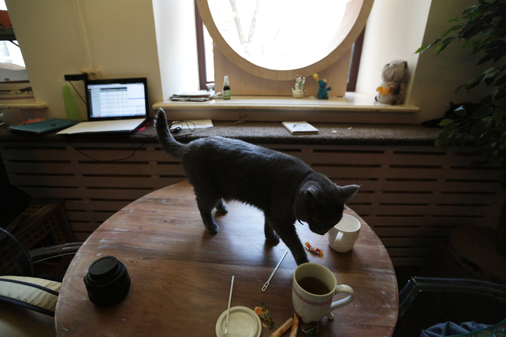 Фотография: Суп с котом: первое кошачье кафе в Москве №8 - BigPicture.ru