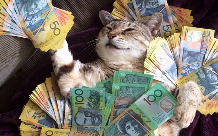 Фотография: Карты, деньги, два кота №1 - BigPicture.ru
