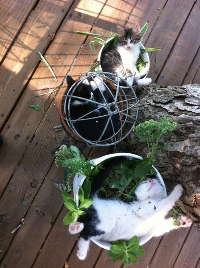 Фотография: 18 доказательств того, что коты — это растения №5 - BigPicture.ru