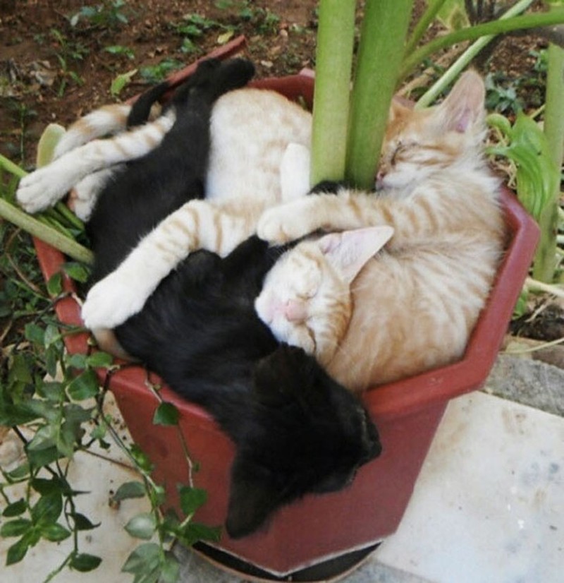 Фотография: 18 доказательств того, что коты — это растения №6 - BigPicture.ru