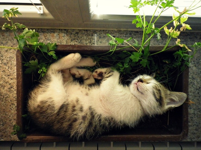 Фотография: 18 доказательств того, что коты — это растения №12 - BigPicture.ru