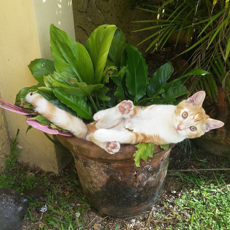 Фотография: 18 доказательств того, что коты — это растения №13 - BigPicture.ru