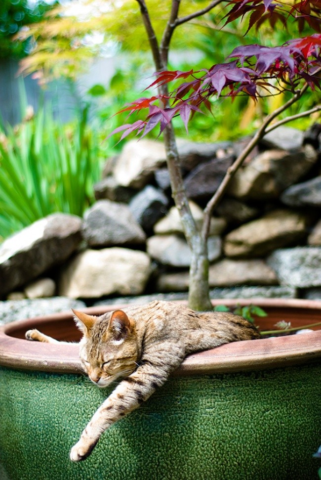 Фотография: 18 доказательств того, что коты — это растения №15 - BigPicture.ru