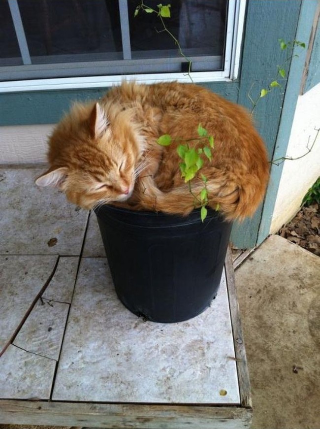 Фотография: 18 доказательств того, что коты — это растения №16 - BigPicture.ru