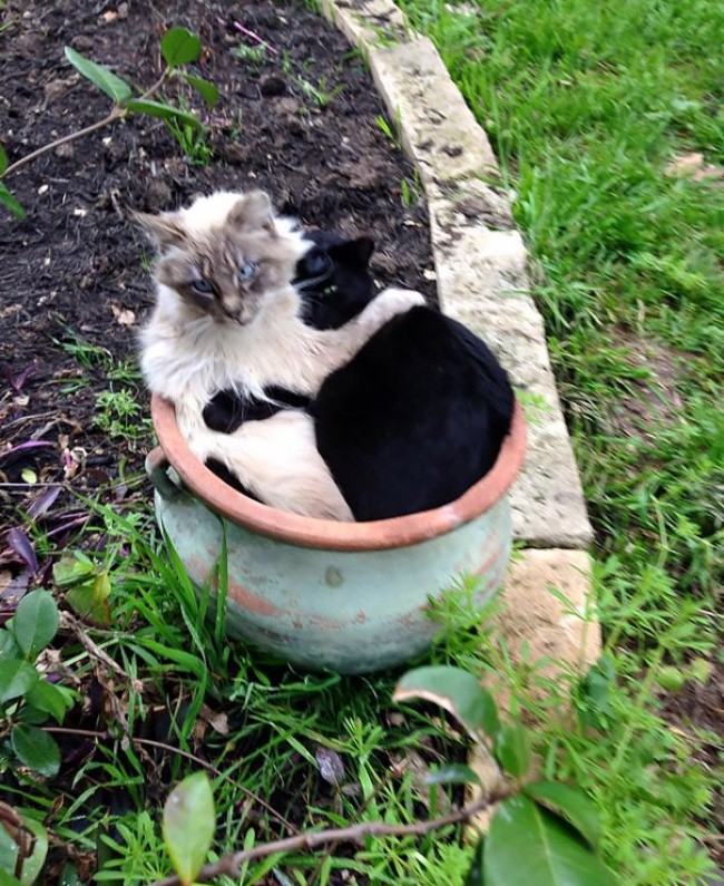 Фотография: 18 доказательств того, что коты — это растения №17 - BigPicture.ru