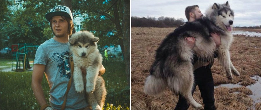 Фотография: 15 щенков, которые слишком быстро выросли №3 - BigPicture.ru