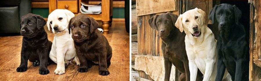 Фотография: 15 щенков, которые слишком быстро выросли №10 - BigPicture.ru