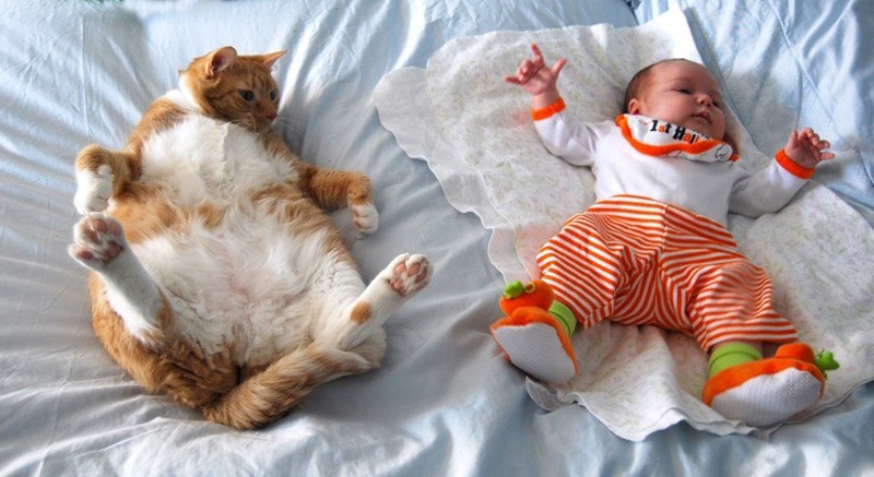 Фотография: Очаровательные фотографии, доказывающие, что вашему ребенку нужен кот №2 - BigPicture.ru