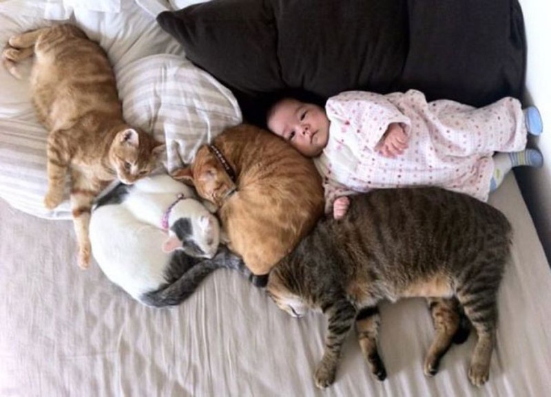 Фотография: Очаровательные фотографии, доказывающие, что вашему ребенку нужен кот №12 - BigPicture.ru