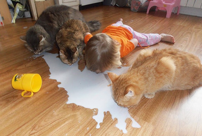 Фотография: Очаровательные фотографии, доказывающие, что вашему ребенку нужен кот №16 - BigPicture.ru